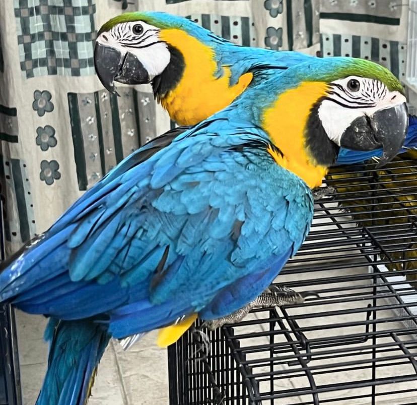 Macaw parrot 